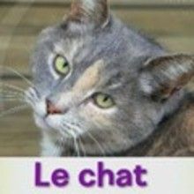 Le chat - Vidéos - Vidéos de DESSINS ANIMES - Vidéos LES AMIS DE SCOOBY