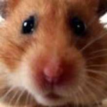Coloriage d'un HAMSTER adulte