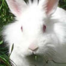 Coloriage d'un LAPIN NAIN