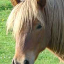 PONEY à imprimer et colorier