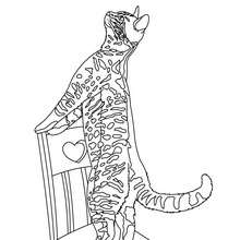 Coloriage : Chat tigré