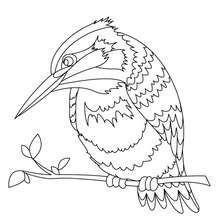 Coloriage d'un PIC VERT - Coloriage - Coloriage ANIMAUX - Coloriage OISEAU - Coloriages OISEAUX