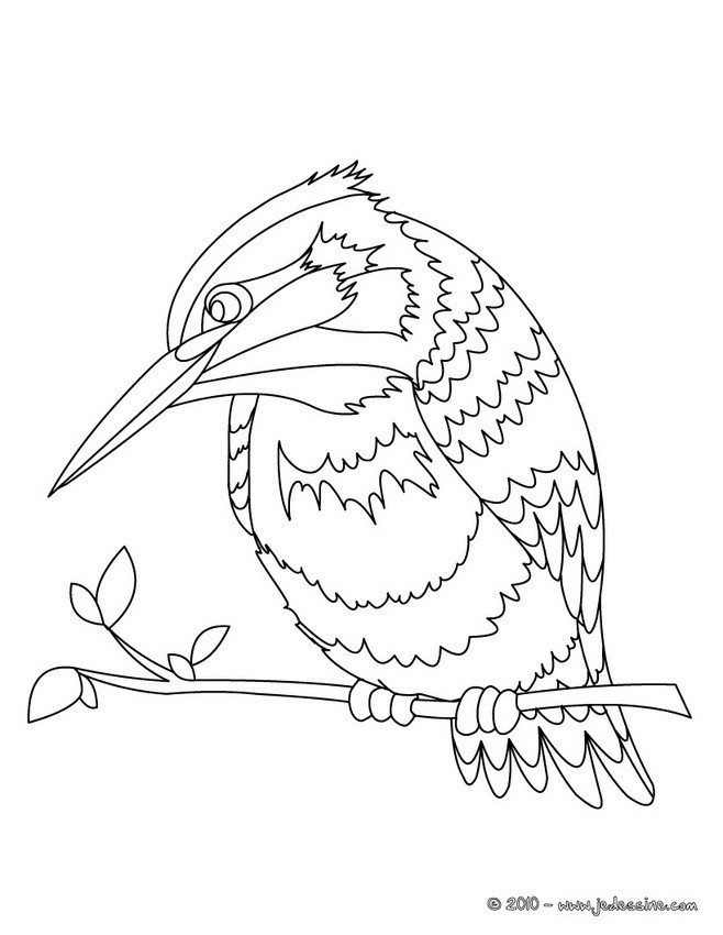 Coloriage d'un PIC VERT