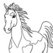 Coloriage d'un couple de chevaux