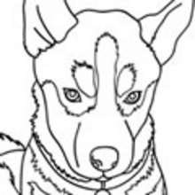 Egalement dans Coloriage CHIEN