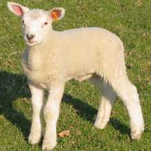 Puzzle Agneau - Jeux - Puzzle en ligne - Puzzle Animaux de la ferme