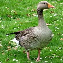 Puzzle Oie - Jeux - Puzzle en ligne - Puzzle Animaux de la ferme
