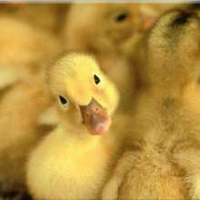 Puzzle Canard - Jeux - Puzzle en ligne - Puzzle Animaux de la ferme