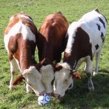Puzzle Vaches