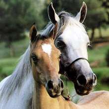 Puzzle Chevaux - Jeux - Puzzle en ligne - Puzzle Animaux de la ferme
