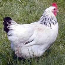 Puzzle Poule - Jeux - Puzzle en ligne - Puzzle Animaux de la ferme