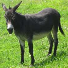 Puzzle Ane - Jeux - Puzzle en ligne - Puzzle Animaux de la ferme