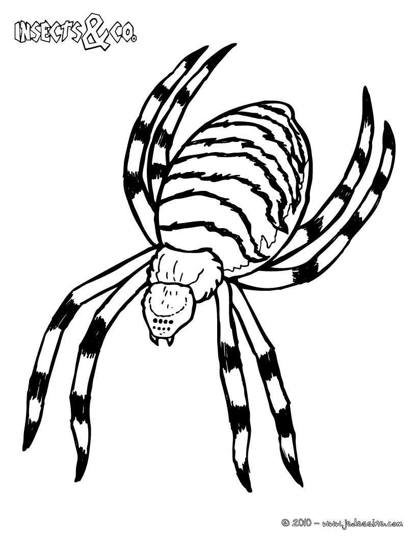 Coloriage ARGIOPE