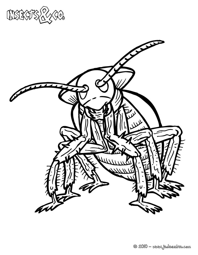 Coloriage BLATTE
