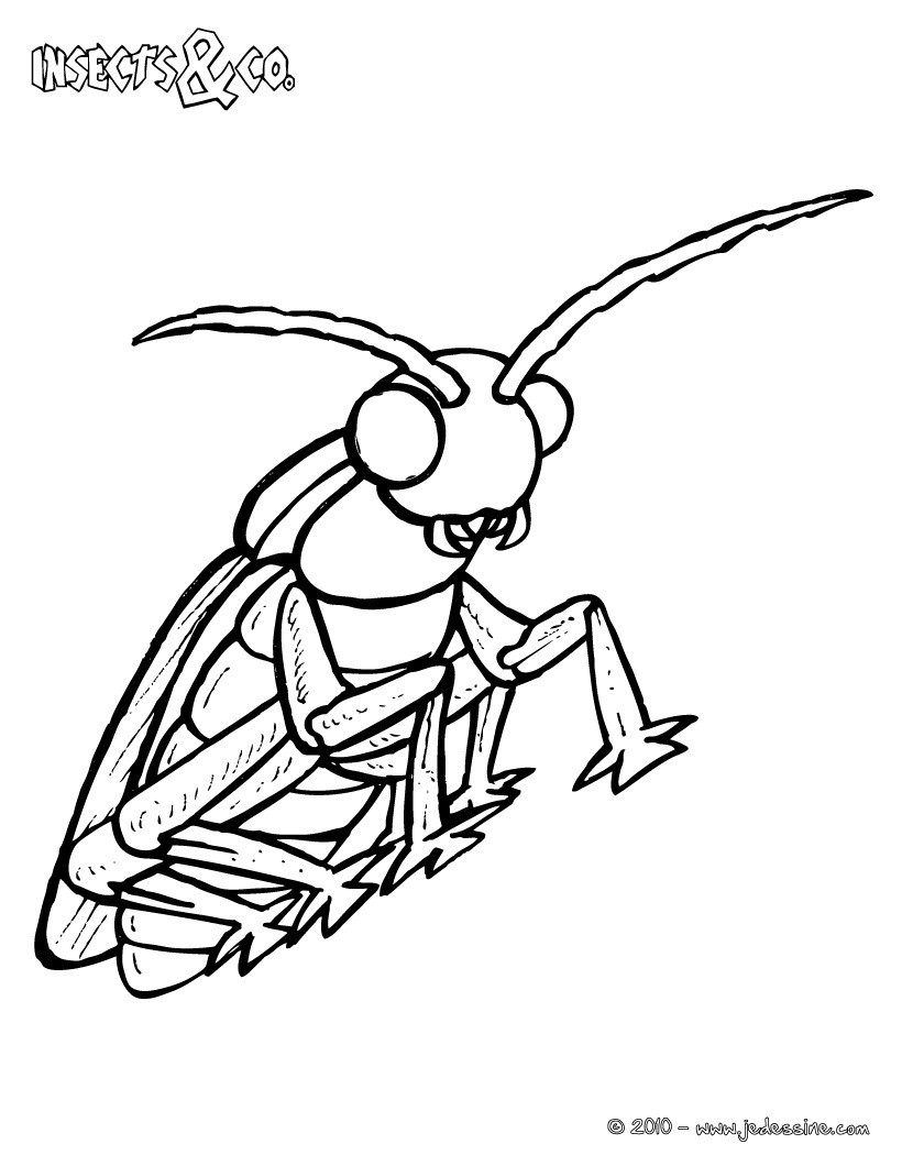Coloriage CANTHARIDE