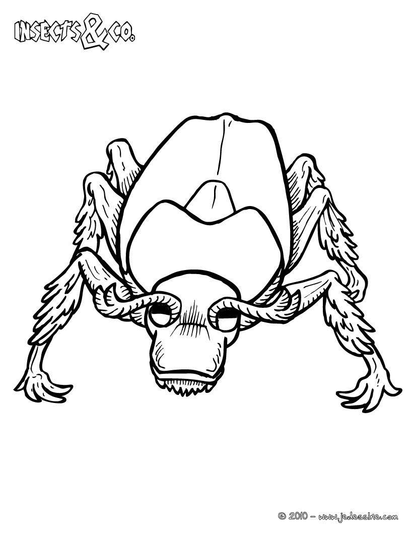 Coloriage CETONIA