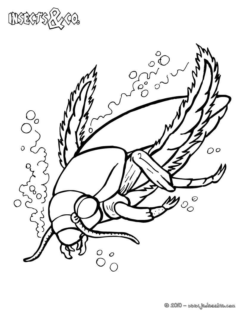 Coloriages coloriage dytique