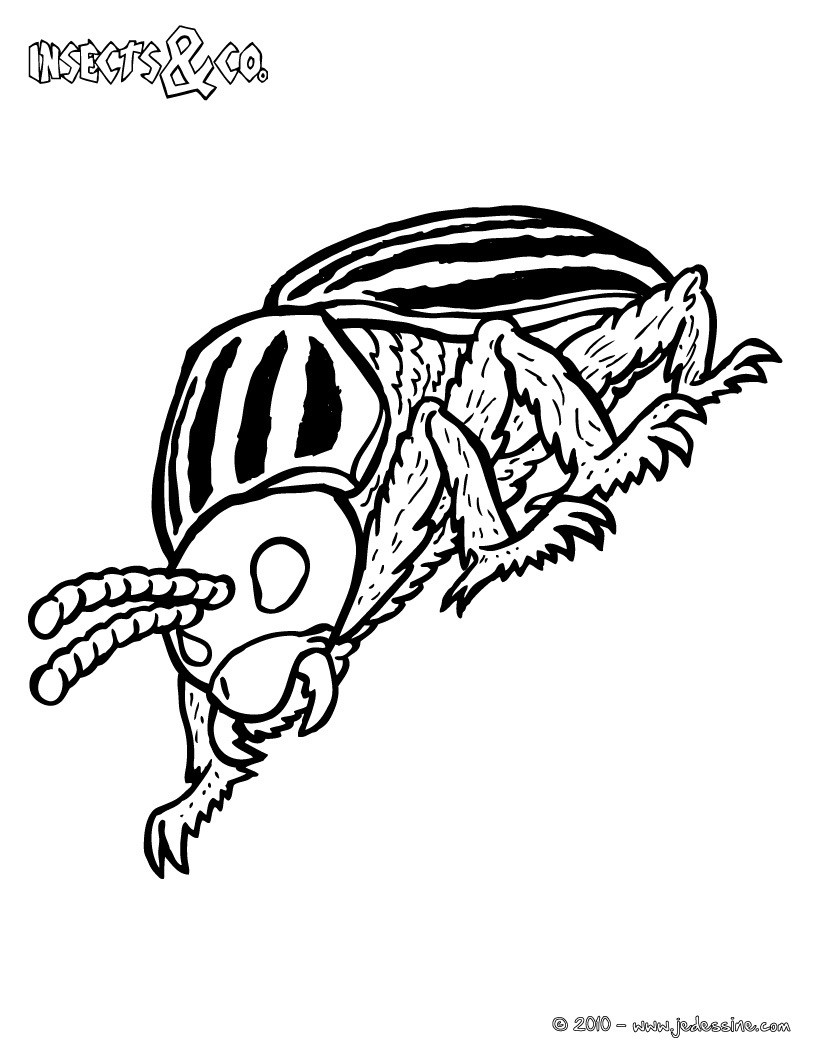 Coloriage DORYPHORE
