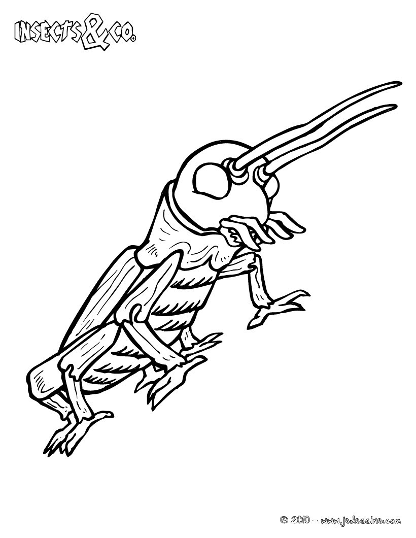 Coloriage CRIQUET