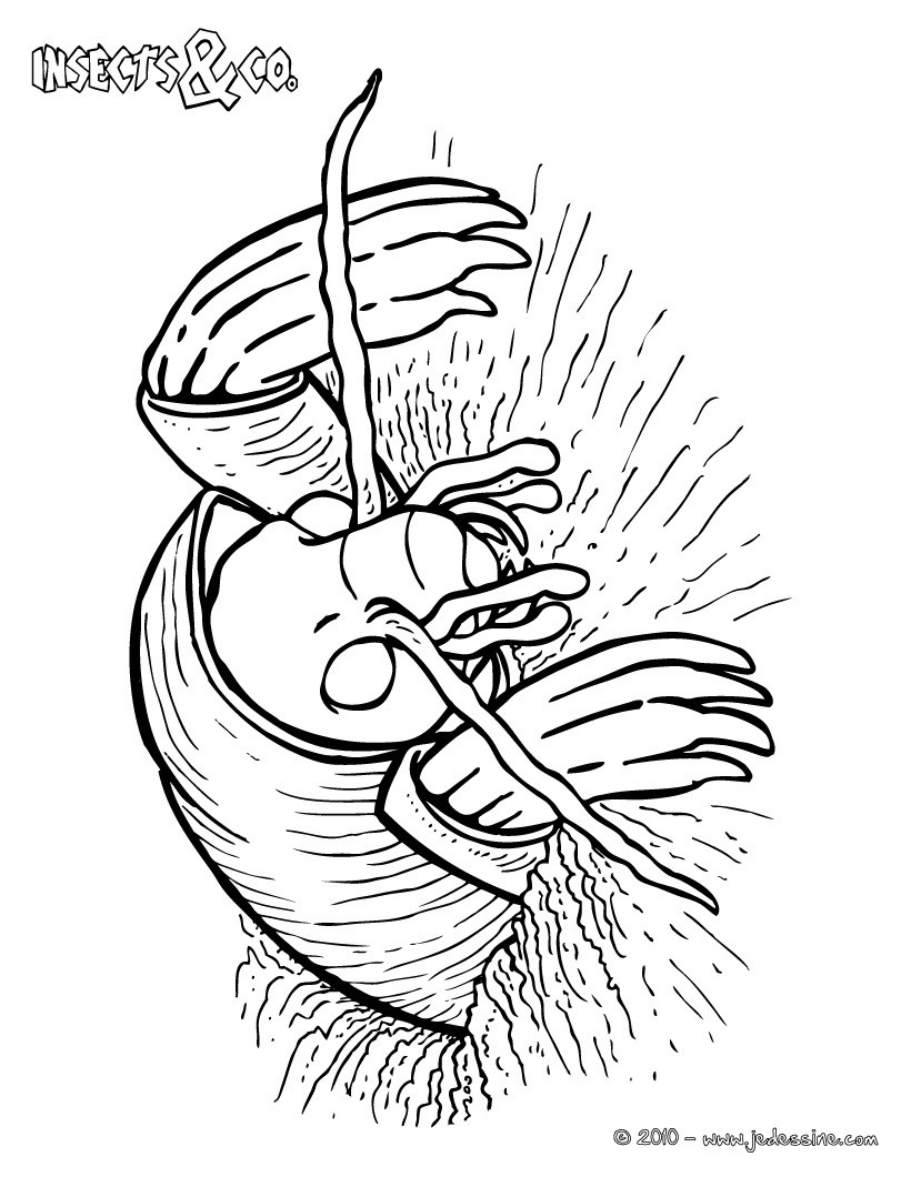 Coloriage COURTILIERE