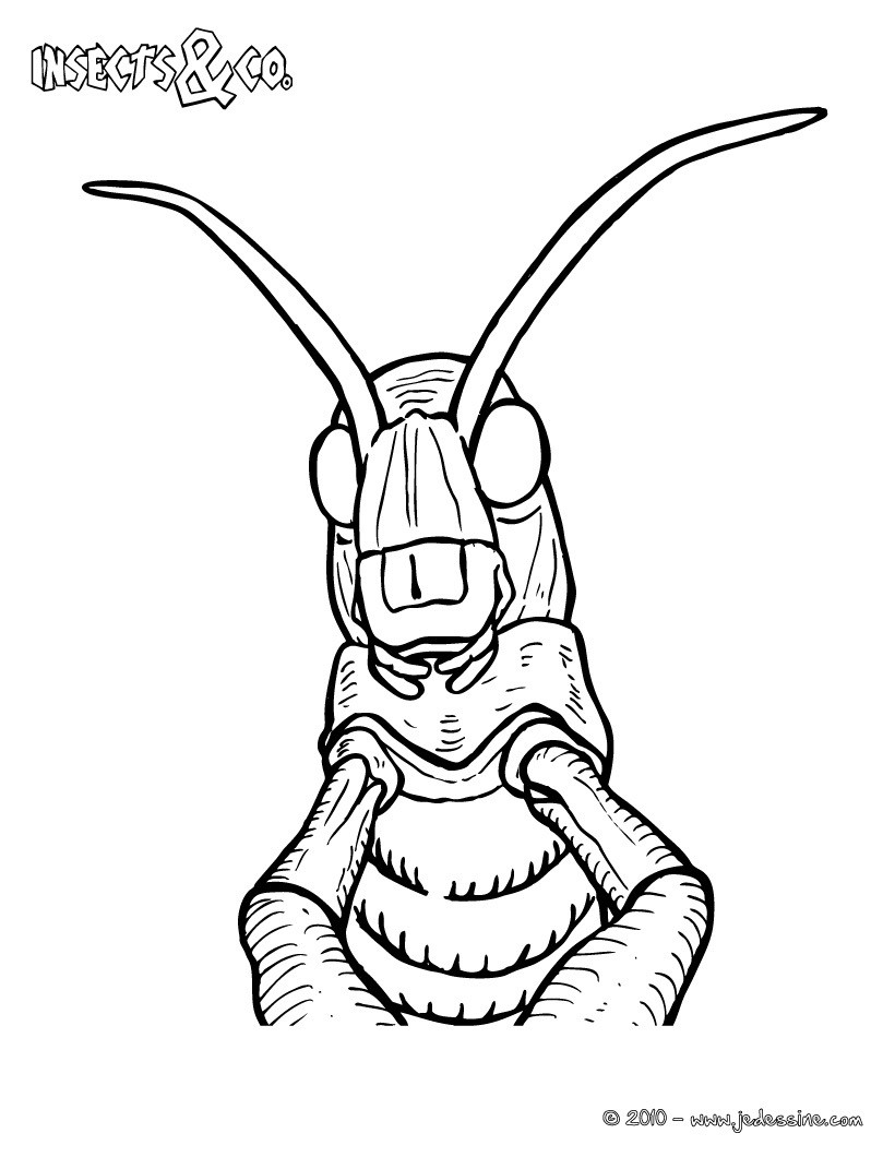 Coloriage CRIQUET MIGRATEUR