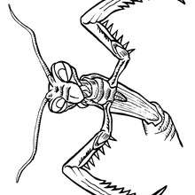 Coloriage MANTE - Coloriage - Coloriage ANIMAUX - Coloriage INSECTE - Coloriages Insects&Co