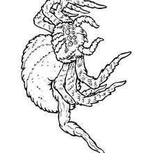 Coloriage MIGALE - Coloriage - Coloriage ANIMAUX - Coloriage INSECTE - Coloriages Insects&Co