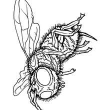 Coloriage MUTILE - Coloriage - Coloriage ANIMAUX - Coloriage INSECTE - Coloriages Insects&Co