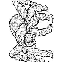 Coloriage ARAIGNEE LOUP - Coloriage - Coloriage ANIMAUX - Coloriage INSECTE - Coloriages Insects&Co