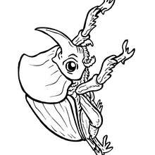 Coloriage SCARABEE RHINOCEROS