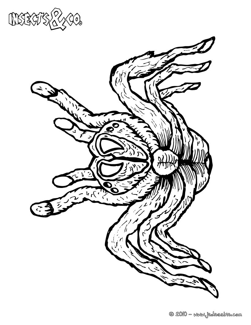Coloriage TARENTULE ROSE