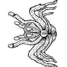 Coloriage TARENTULE ROSE - Coloriage - Coloriage ANIMAUX - Coloriage INSECTE - Coloriages Insects&Co