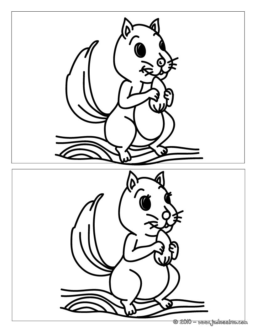 Ecureuil noisette 5 différences