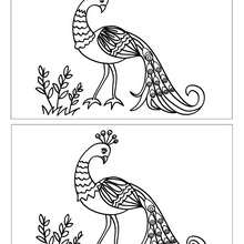 Paon 10 différences