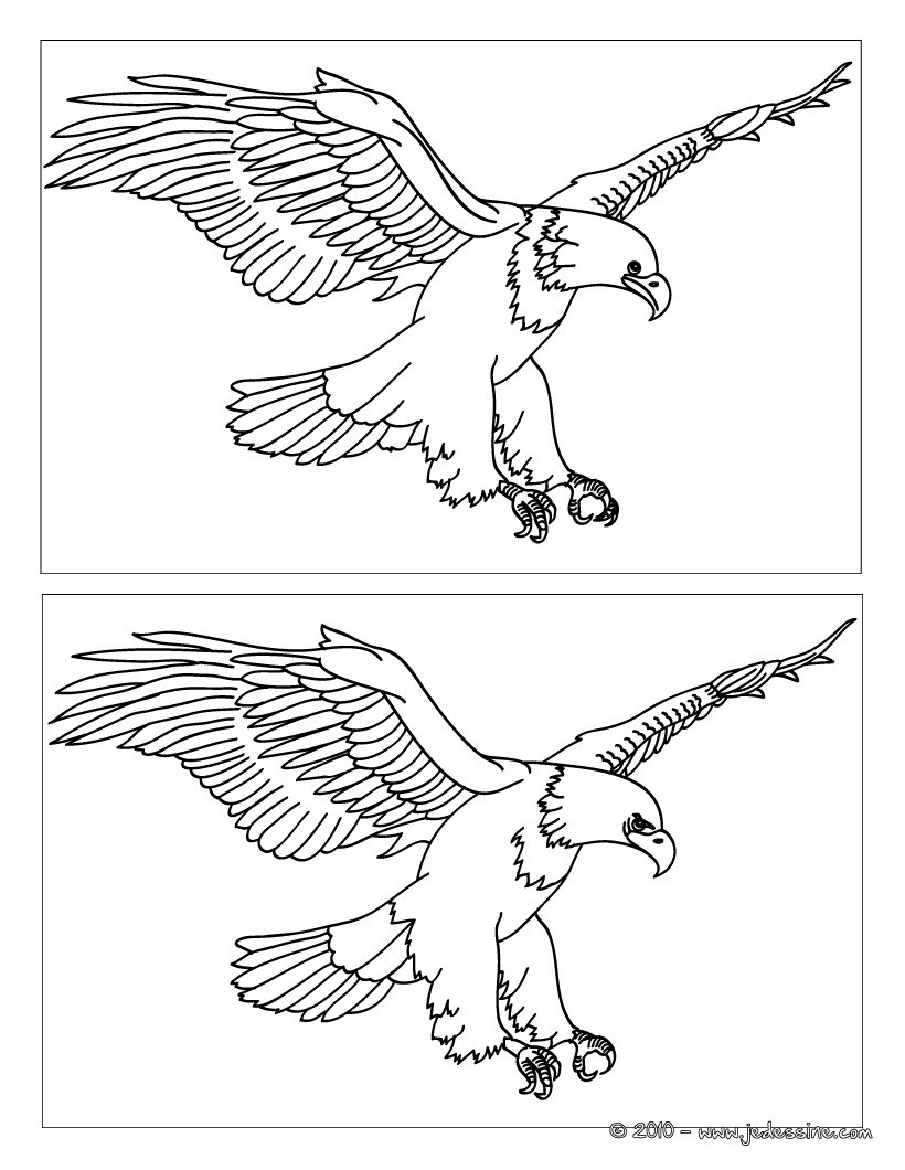 Aigle 12 différences