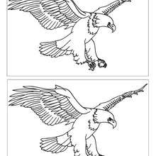 Aigle 12 diff�rences - Jeux - Jeux des diff�rences en ligne - Diff�rences niveau difficile