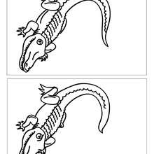 Crocodile 12 différences