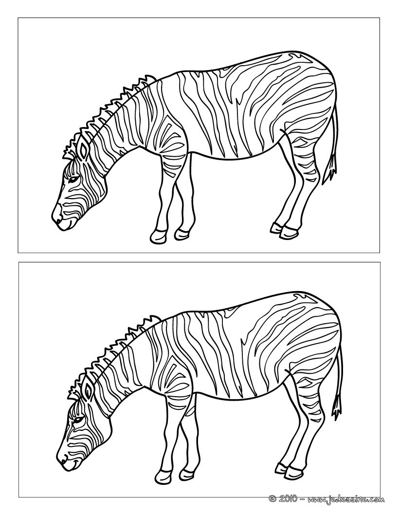 Zèbre 12 différences