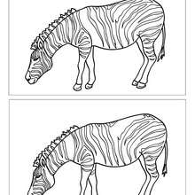 Zèbre 12 différences