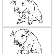 Cochon 12 différences