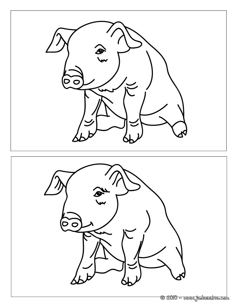 Cochon 12 différences