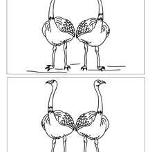 Autruche 12 différences