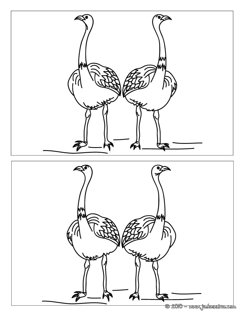 Autruche 12 différences
