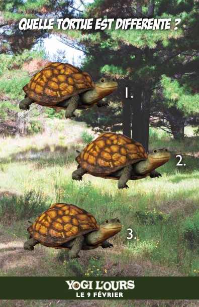Jeu des diff�rences YOGI L'OURS et la Tortue