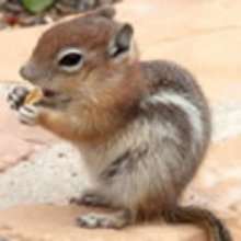 Comment choisir son petit rongeur de compagnie ? - Activités - Fiches pratiques