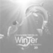 Le memory Winter Le Dauphin