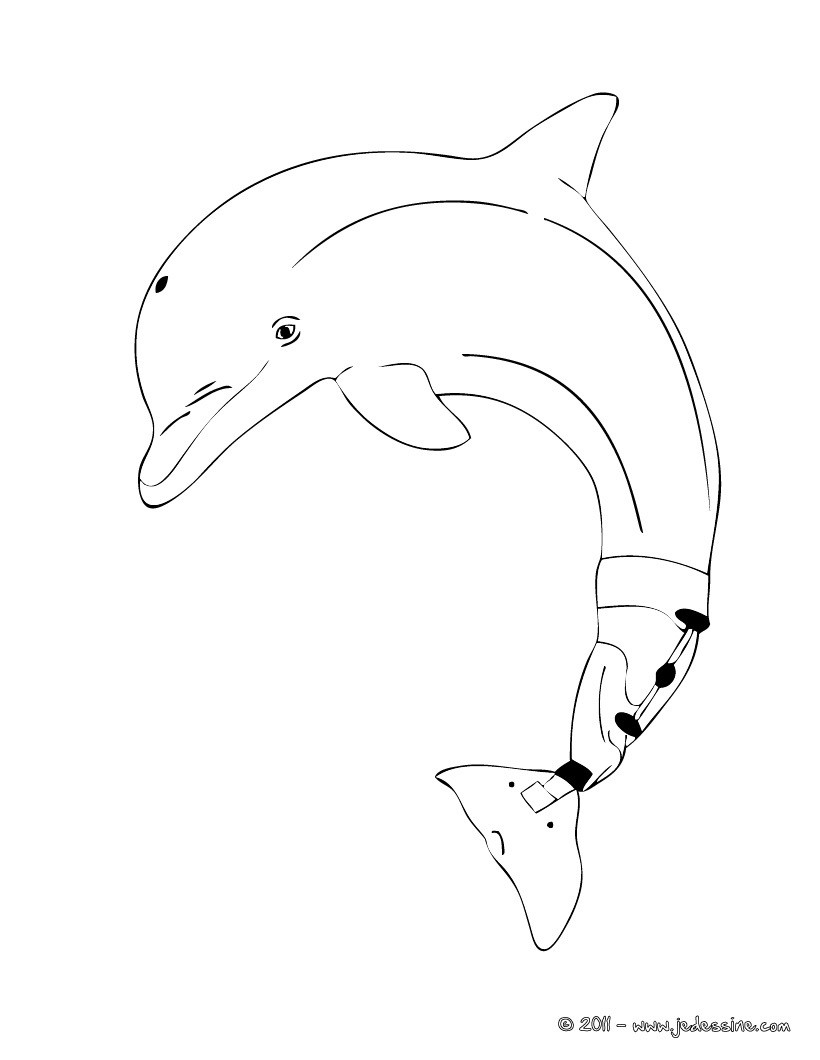 Coloriage Winter Le Dauphin