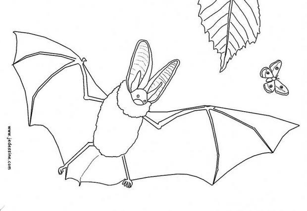 coloriage d une chauve souris