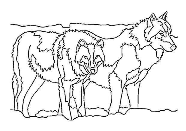 coloriage de deux loups