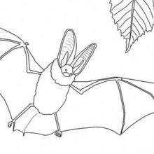 Coloriage D Une Souris